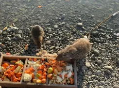 Семейство нутрий вывело потомство на Чёрном море: видео с маленькими обитателями