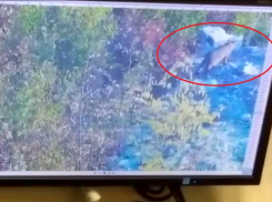 Новороссийцы поверили в фейковую новость про побег леопарда