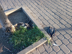 Дохлые голуби и кости: как украшен бульвар Черняховского в Новороссийске 