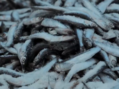 Фестиваля не будет! «ХамсаФест» в этом году в Новороссийске отменяется