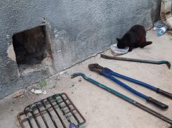 Жители дома в Новороссийске в шоке от своего соседа, замуровавшего кошку