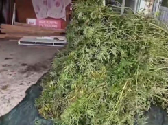 Наркофермер из Краснодарского края вырастил полсотни кустов конопли возле дома