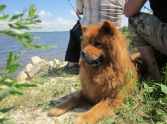 Животные – тоже иждивенцы? Пенсионерам предложили платить пособие по уходу за питомцами