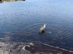 В Краснодарском крае выпустили на волю птиц, прошедших реабилитацию под Анапой  