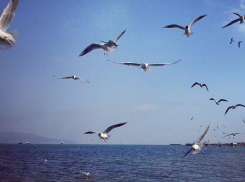 Новороссийцев ожидает 140-ой день лета