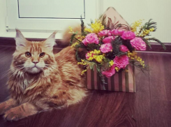 Алена 15 лет ждала своего кота