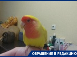 Нашлась потеряшка: нетипичный летающий объект залетел в квартиру новороссийцев