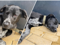 Удалось ли спасти собаку, которая погибала на набережной Новороссийска