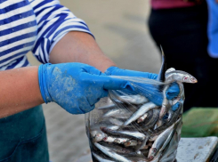 Сезон хамсы: стало известно, где и как приобрести свежую рыбу в Новороссийске