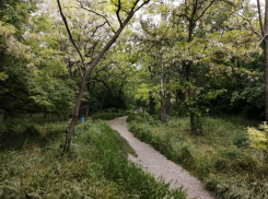 В Новороссийске под суд отправился поджигатель «Пионерской рощи»