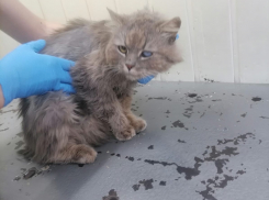 Контузия, саркома, переломы — животные из зоны СВО прибыли в Новороссийск и нуждаются в помощи