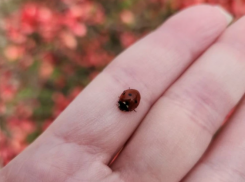 Начните неделю правильно: Рыб ждет удача в торговле, Овны решатся на перемены