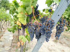 Депутаты предлагают поправки, позволяющие винодельням развивать сельский туризм