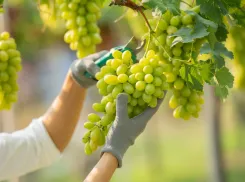 18+ Роскачество назвало новороссийские органические вина лучшими