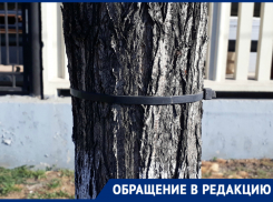 Новороссийцы уверены: деревья убивают всеми доступными способами
