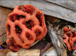 По Краснодарскому краю разрастается гриб, который опасно даже трогать