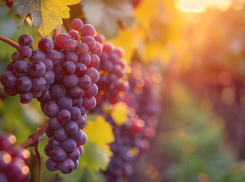 В Краснодарском крае могут потерять 20% урожая винограда: новороссийцам он обойдётся в копеечку 