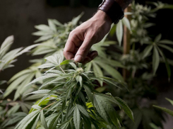 10 лет «как с куста»: в Новороссийске задержали подозреваемого в культивировании конопли