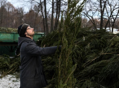 В Новороссийске нашли применение нераспроданным новогодним ёлкам 