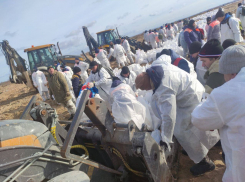 Четвертая неделя катастрофы: на Черноморском побережье продолжают убирать мазут