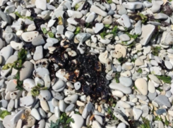 Пятна, похожие на мазут, обнаружены в Новороссийске: норма или причина для паники?