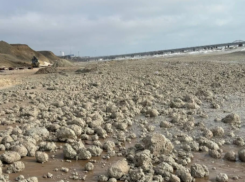 С берегов Черного моря волонтеры собирают тонны жировой смеси