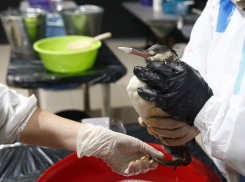 Только 30% птиц выживают после мазутного плена на Черном море 