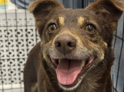 Друг вдруг оказался не нужен: собака из Новороссийска ждёт в ветклинике хозяина