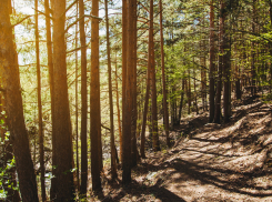 Исторический рекорд: под Новороссийском высадили 80 тысяч деревьев 