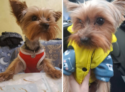  Новороссийцев просят помочь найти Микки: дома его ждут 