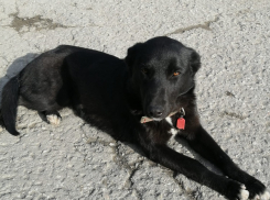 В гаражном кооперативе Новороссийска больше 10 собак: в их агрессию не верят владельцы