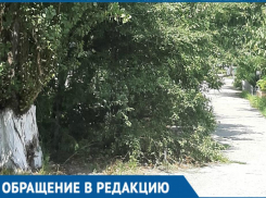 Не видно ни автомобилей, ни пешеходов из-за буйной растительности в Новороссийске