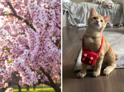 Новороссийцы посадили миндаль и завели кота: чей позитив круче