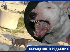 «...и вижу, как соседскую собаку треплет бультерьер...»: новороссиец рассказал «Блокноту» о происшествии в Глебовке