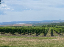 18+ «У тракториста»: винодел из Новороссийска рассказал, сколько не может стоить хороший напиток