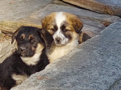 Два грустных щенка из Мысхако сидят в ливнёвке, а могли бы дома в тепле и заботе 