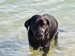 Пёс, любящий купаться в Чёрном море, ищет дом: жизнь на пляже Новороссийска его потрепала 