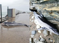 Мертвых дельфинов выбрасывает к берегам Черного моря