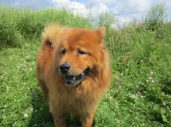 В Новороссийске пройдёт каникросс: жители побегут в паре с собаками «в одной упряжке»