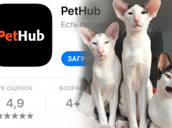 Приложение новороссийских разработчиков «PetHub» заработает в Грузии
