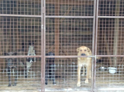 Строительство приюта для животных в Новороссийске всё ближе