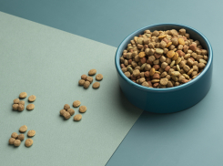 Кошачье-собачью “запрещенку” продолжают ввозить в Россию через соседей