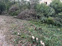 Кто будет нести ответственность? Десяток деревьев вырубили в Мысхако