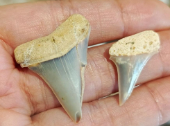 Новороссийский музей «блеснул» зубами