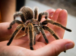 Пауки, бабочки, улитки и сколопендры: каких экзотичных питомцев держат новороссийцы