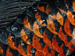 Россиянам говорят не бояться рыбы, выловленной в Чёрном море