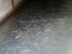 Неравнодушная жительница Новороссийска переживает за рыбок в озере Абрау