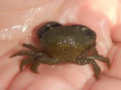 «Американцы пробрались» на территорию русского моря: их обнаружили у берегов Кубани