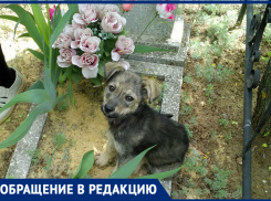 - «Герои» приехали в воскресенье, расстреляли и уехали — жительница Новороссийска о пропаже собак