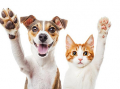 Нервный срыв хозяина может довести до сердечного приступа питомца